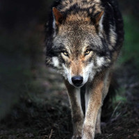 Знакомства Mortar3000